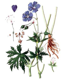 Ботаническая иллюстрация герани луговой