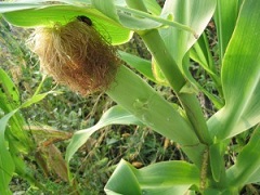Кукурузные рыльца на кукурузе