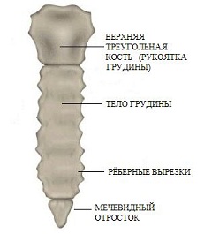 Тупая боль в солнечном сплетении Тупая боль в солнечном сплетении