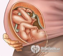 Вес плода на 38 неделе беременности - 3,1-3,3 кг