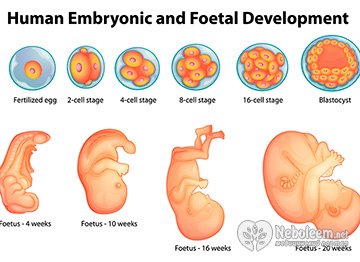 Внутриутробное развитие ребенка от зачатия до рождения