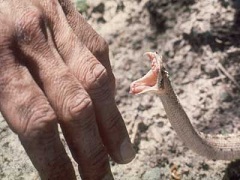 Первая помощь при укусе змеи