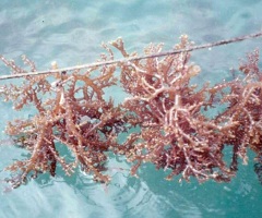 Каррагинан - полисахарид из красных морских водорослей
