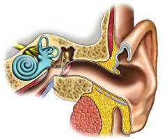Лабиринтит – заболевание, характеризующееся поражением внутренних периферических отделов звукового и вестибулярного анализаторов