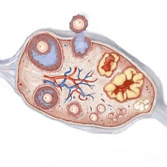 Созревающий фолликул с яйцеклеткой внутри можно обнаружить с помощью УЗИ на 1 неделе беременности
