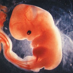 Вес эмбриона на 7 неделе беременности - около 1 грамма