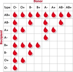 Совместимость групп крови для зачатия не важна