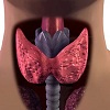 Заболевания щитовидной железы: что нужно знать?