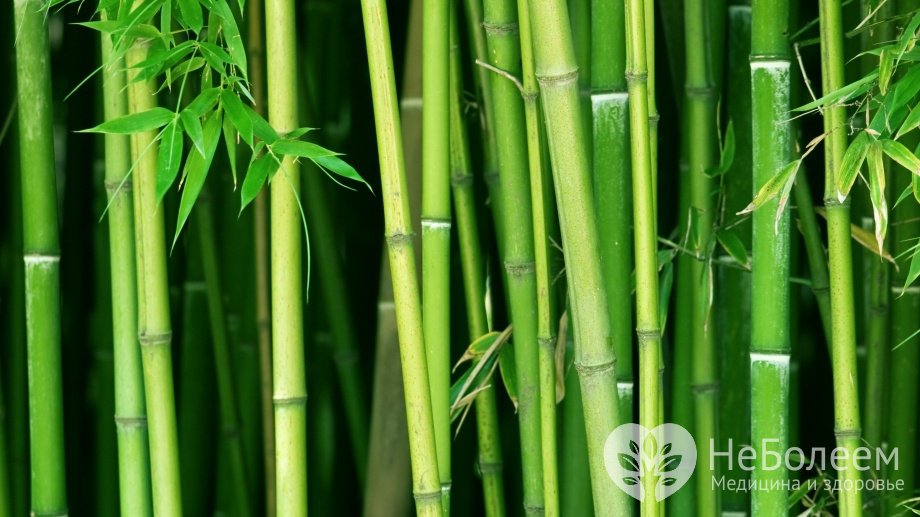Бамбук - тропическое растение семейства Злаковых