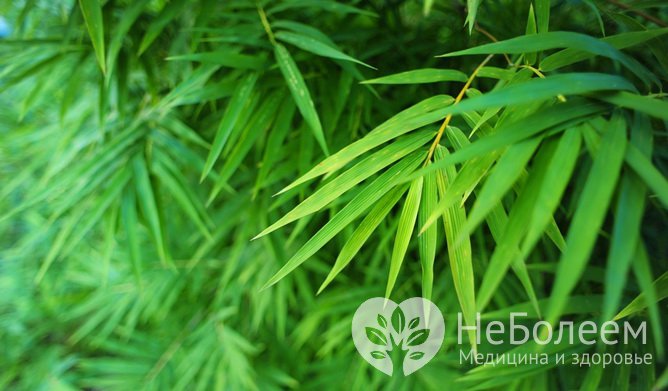 Лист бамбука