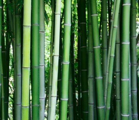 Побеги бамбуковые