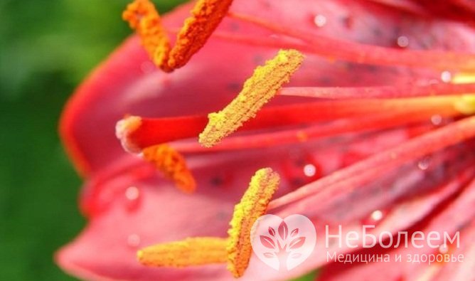 Пыльца растений в период цветения – провоцирующий фактор аллергического конъюнктивита