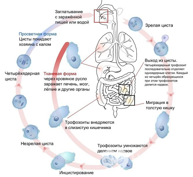 Жизненный цикл Entamoeba histolityca в человеческом организме