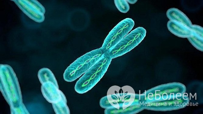 Анеуплоидия – изменение набора хромосом, при котором их число в клетках не соответствует норме
