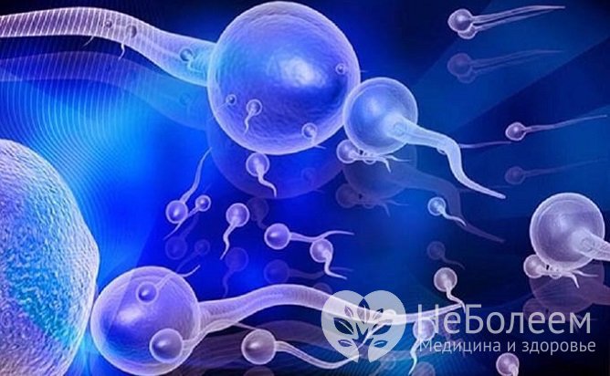 Под аспермией понимают анэякуляцию либо отсутствие в эякуляте сперматозоидов