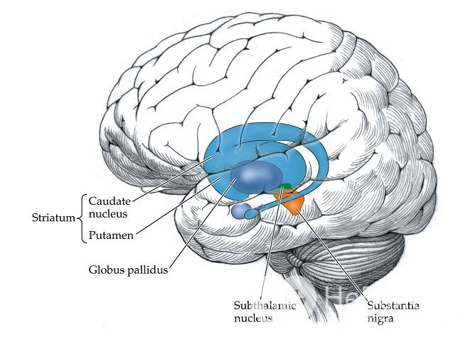 Участки мозга, наиболее страдающие при болезни Гентингтона