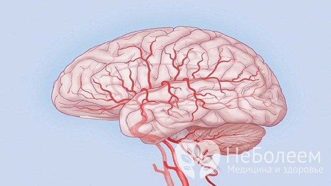 Нарушение мозгового кровообращения – причины дисциркуляторной энцефалопатии