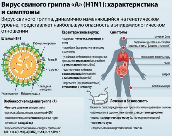 Характеристики и симптомы свиного гриппа