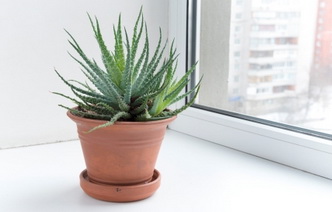 10 комнатных растений, очищающих воздух в помещении