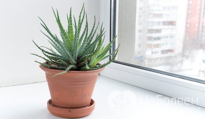 Комнатные растения, очищающие воздух в помещении: алоэ