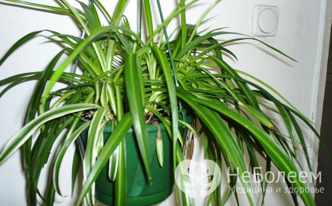  Комнатные растения, очищающие воздух в помещении: хлорофитум