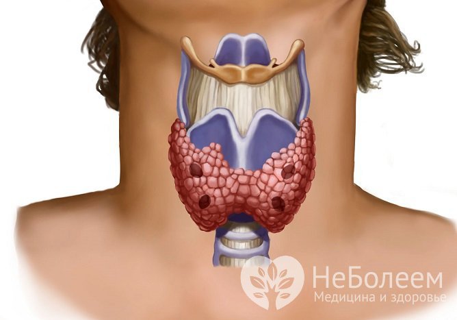 Анализ на гормоны щитовидной железы: расшифровка