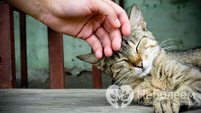 Заражение токсоплазмозом может произойти при контакте с уличными котами