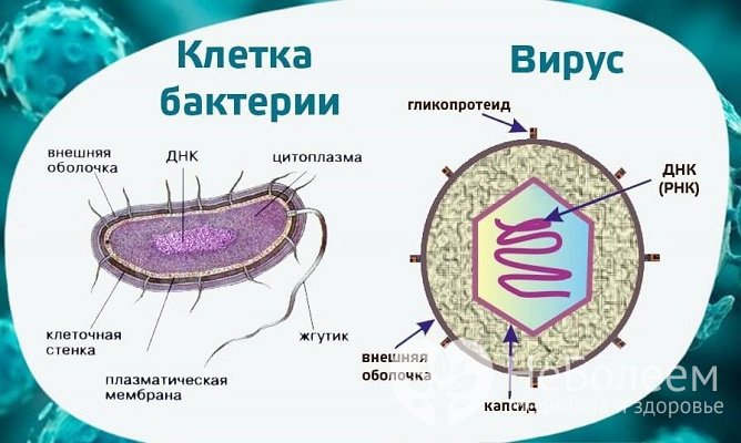 Инфекционным агентом заболевания могут выступать вирусы и бактерии