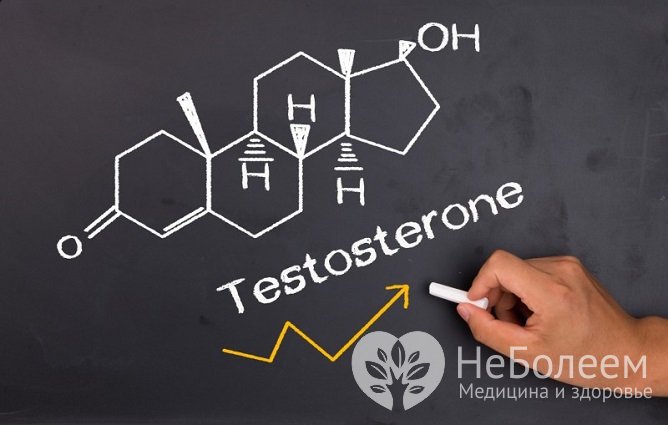 Синтез тестостерона осуществляется в семенниках под влиянием гормонов гипофиза