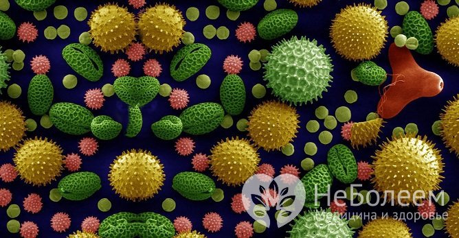 Одна из причин развития аллергического гайморита – пыльца разных растений