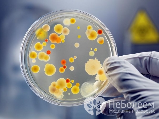 Бактериологический посев материала, взятого из носа и зева, позволяет идентифицировать возбудителя и определить его чувствительность к антибиотикам