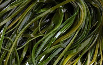 Морские водоросли: 6 причин для включения в рацион