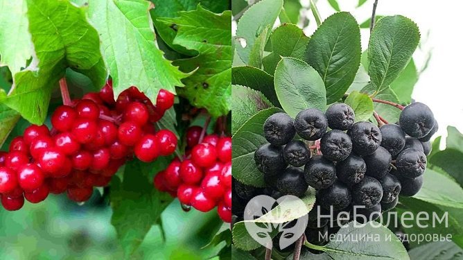 Калина и черноплодная рябина – две самых эффективных ягоды в борьбе с высоким давлением