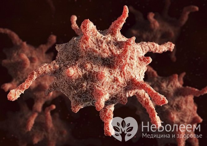 Тромбоциты, склеиваясь между собой, образуют сгусток, который блокирует кровотечение