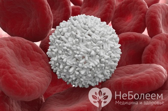 Лейкоциты, или белые кровяные тельца выполняют в организме защитную функцию
