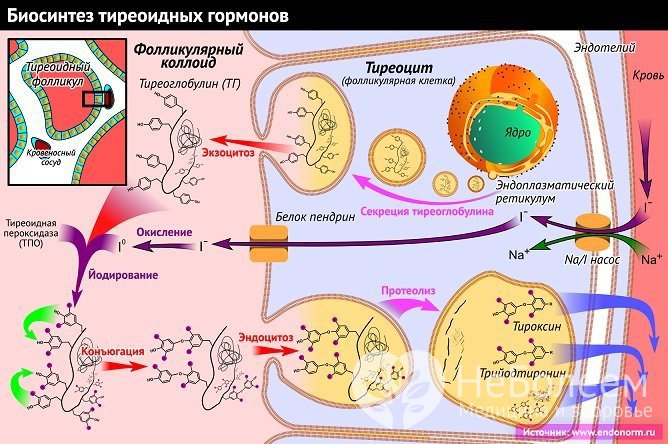 Тиреопероксидаза – фермент, принимающий активное участие в синтезе гормонов щитовидной железы