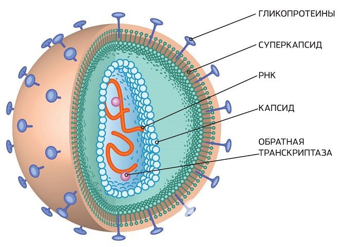 Выраженность симптомов заболевания зависит от типа вируса и числа вирусных частиц, попавших в организм