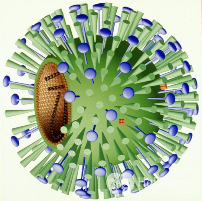 Один из частых возбудителей болезни – вирус гриппа