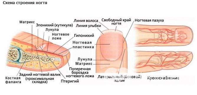 Образование подногтевой гематомы в результате ушиба связано с анатомическим особенностями строения пальцев