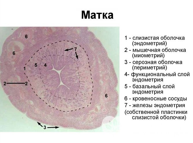 Оболочка матки состоит из трех слоев