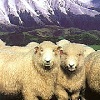 Целебные свойства овечьей шерсти
