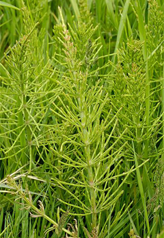 Хвощ полевой – многолетнее травянистое растение
