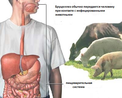 Бруцеллез передается человеку при контакте с инфицированными животными