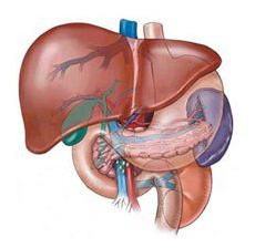 Гепатология