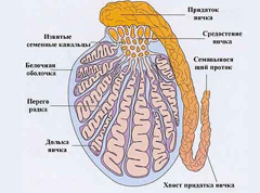 Симптомы гипогонадизма