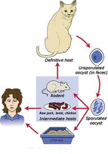 Заражение человека токсоплазмозом