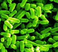 Возбудитель эширихиоза - кишечная палочка Escherichia coli