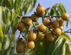 Дерево с мыльными орехами