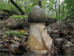 Веселка