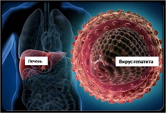 Вирус гепатита B